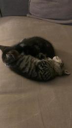 2 poes katten, Dieren en Toebehoren, Katten en Kittens | Raskatten | Korthaar, Poes