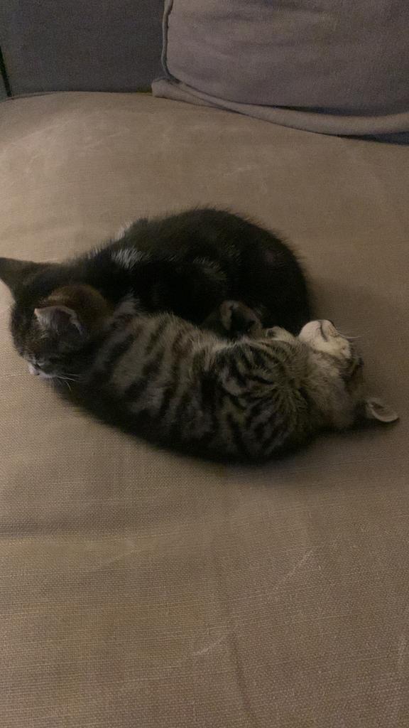 2 poes katten, Dieren en Toebehoren, Katten en Kittens | Raskatten | Korthaar, Poes