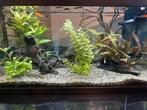 Aquarium te koop met vissen en toebehoren, Vis
