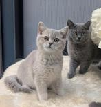 Prachtige Brits korthaar kittens Lilac en Blue, Dieren en Toebehoren, Katten en Kittens | Raskatten | Korthaar, Meerdere dieren