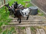 dwerggeitjes, Dieren en Toebehoren, Vrouwelijk, Geit, 0 tot 2 jaar
