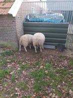 Dekrammen, Dieren en Toebehoren, Schapen, Geiten en Varkens, Mannelijk, Schaap