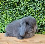 Raszuiver minilop hangoor dwerg konijn/konijntje rammetje, Dieren en Toebehoren, Mannelijk, Dwerg, Hangoor, 0 tot 2 jaar