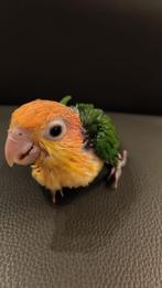 Tamme roestkop caique, Dieren en Toebehoren, Geslacht onbekend, Papegaai, Pratend