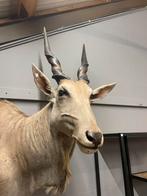 Taxidermie - opgezette Eland antilope, Verzamelen, Dierenverzamelingen, Gebruikt, Ophalen of Verzenden