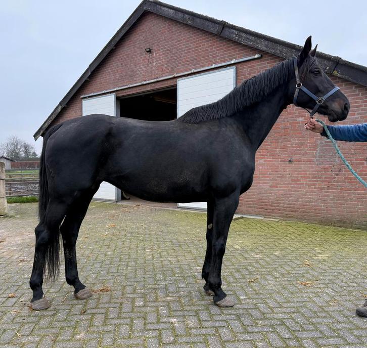 Zeer mooie en brave zwarte fokmerrie, Dieren en Toebehoren, Paarden, Merrie, 170 tot 175 cm, 7 tot 10 jaar, Dressuurpaard