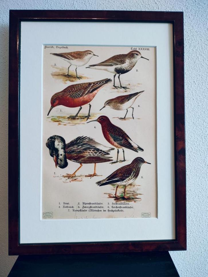 Litho Floericke Knut Grutto Kemphaan Strandloper 1922, Antiek en Kunst, Kunst | Litho's en Zeefdrukken, Ophalen of Verzenden