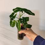 Syngonium wendlandii, Ophalen of Verzenden, Halfschaduw, Minder dan 100 cm