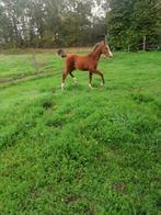 Te koop e pony veulen, Dieren en Toebehoren, Paarden, Hengst, 0 tot 2 jaar