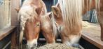 Lieve verzorger gezocht voor mijn drie ponys, Dieren en Toebehoren, 2 of 3 paarden of pony's
