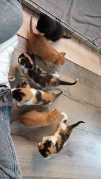 Kittens te koop, Dieren en Toebehoren, Katten en Kittens | Overige Katten, Meerdere dieren, Langharig, 0 tot 2 jaar