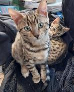 Bengaal kitten katertje, Dieren en Toebehoren, Katten en Kittens | Raskatten | Korthaar, Kater, Ontwormd, 0 tot 2 jaar