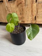 monstera deliciosa, Ophalen, Overige soorten, Minder dan 100 cm