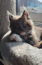 Maine coon kitten, Dieren en Toebehoren, Katten en Kittens | Raskatten | Langhaar, Kater, Gechipt, 0 tot 2 jaar