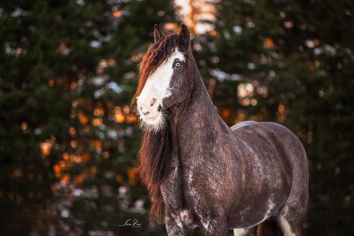 Te koop: Roxcan Tinker merrie, Dieren en Toebehoren, Paarden, Merrie, Niet van toepassing, Minder dan 160 cm, 11 jaar of ouder