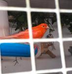 Kanarie  man, Dieren en Toebehoren, Vogels | Kanaries, Mannelijk, Kleurkanarie