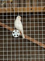 Knarie, Dieren en Toebehoren, Vogels | Overige Vogels, Meerdere dieren