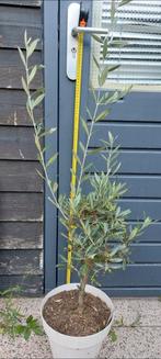 Olijfboom op stam Inclusief  pot lengte +/- 100cm, Vaste plant, Bloeit niet, Halfschaduw, Ophalen