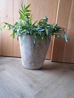 2 Hoge Bloempotten Betongrijs/Taupe - Ophalen, Tuin, Zo goed als nieuw, Overige vormen, Beton