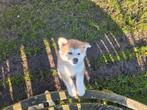 Akita inu pup, Dieren en Toebehoren, Parvo, 8 tot 15 weken, Poolhond, Meerdere