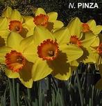 Narcissen bollen Pinza 100 v €25,-, Ophalen of Verzenden