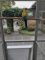 Te koop Goudmantel Rosella man, Dieren en Toebehoren, Mannelijk, Parkiet