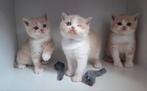 3 katertjes te koop met stamboom, Dieren en Toebehoren, Katten en Kittens | Raskatten | Korthaar, Kater, Gechipt, 0 tot 2 jaar