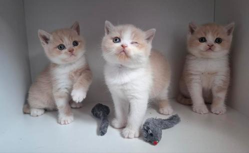 3 katertjes te koop brits korthaar met stamboom, Dieren en Toebehoren, Katten en Kittens | Raskatten | Korthaar, Kater, 0 tot 2 jaar