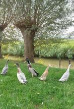 Indische loopeenden,  flessenhals eenden te koop, Meerdere dieren, Eend