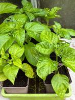 Adjuma peper (gele) plantjes, Tuin en Terras, Planten | Tuinplanten, Ophalen, Volle zon, Eenjarig, Zomer