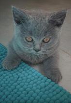 Britse korthaar kittens, Dieren en Toebehoren, Katten en Kittens | Raskatten | Korthaar, Poes, Ontwormd, 0 tot 2 jaar