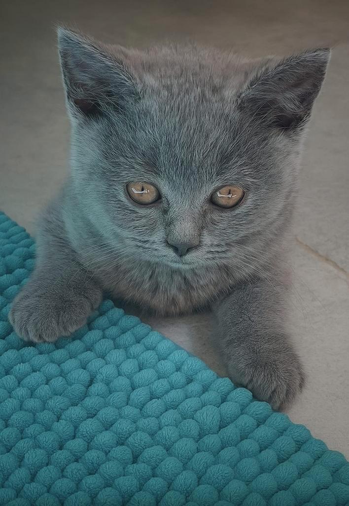 Britse korthaar kittens, Dieren en Toebehoren, Katten en Kittens | Raskatten | Korthaar, Poes, 0 tot 2 jaar, Ontwormd, Ingeënt