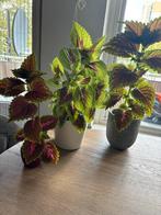 Coleus Planten 3 stuks voor €20 kamerplant balkonplant, Overige soorten, Eenjarig, Ophalen of Verzenden, Halfschaduw