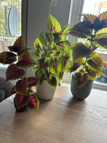 Coleus Planten 3 stuks voor €20 kamerplant balkonplant beschikbaar voor biedingen