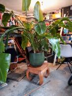 Streiliza nicolai kamerplant, Ophalen, Overige soorten, Halfschaduw, In pot