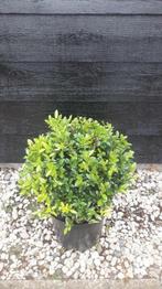 Ilex bollen 20 tot 110 cm! Buxus bollen vervanger!, Ophalen, Hulst, Struik, Minder dan 100 cm