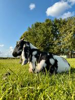 Bijzonder mooi en lief geitenbokje!, Dieren en Toebehoren, Schapen, Geiten en Varkens, Mannelijk, Geit, 0 tot 2 jaar