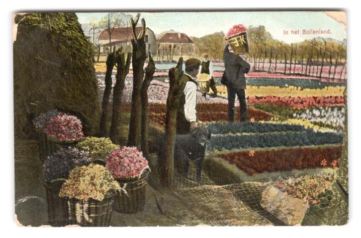 Lisse, (stempel) In het Bollenland. Lees beschrijving, Verzamelen, Ansichtkaarten | Nederland, Gelopen, Zuid-Holland, Voor 1920