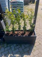 Balkon /terras planten  bakken 100x35x40 xtrellis 180/190, Nieuw, Ophalen of Verzenden, Rechthoekig, Balkon