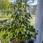 Grote Ficus Benjamin, Huis en Inrichting, Kamerplanten, 100 tot 150 cm, Ficus, Halfschaduw, In pot
