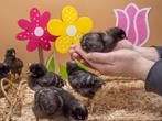 Jonge Noord Hollandse Blauwe kuikens gesekst en ingeënt, Dieren en Toebehoren, Pluimvee, Vrouwelijk, Kip