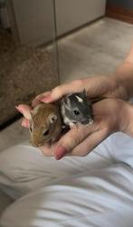 Mongoolse gerbils - 2 zusjes, Vrouwelijk, Overige typen, Tam