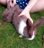 Jonge handtamme konijntjes te koop, Dieren en Toebehoren, Juli, Meerdere dieren, Overige typen, Tam