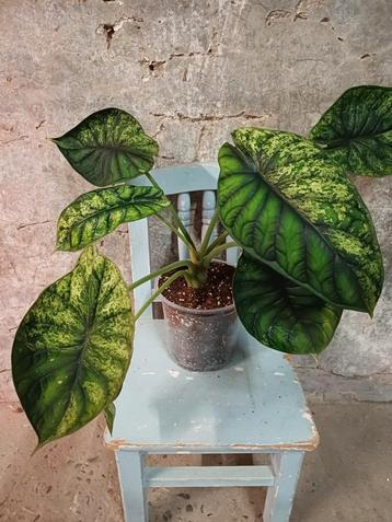 Alocasia Dragon Scale Mint Variegata Knolletjes beschikbaar voor biedingen