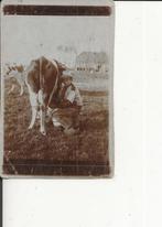 Poeldijk Wateringsche Weg bij Boer Hofstede Willem Rip melkt, Ophalen of Verzenden, Voor 1920, Ongelopen, Zuid-Holland
