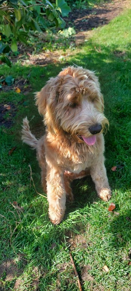 Australian Labradoodle reutjes groot medium, Dieren en Toebehoren, Honden | Retrievers, Spaniëls en Waterhonden, Meerdere dieren