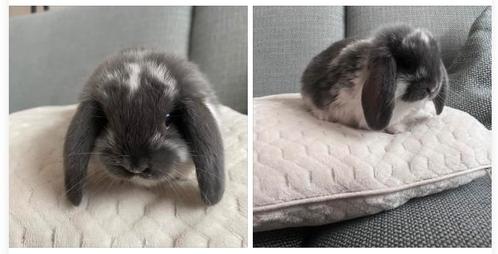 Teddy zoekt een gouden huisje, Dieren en Toebehoren, Konijnen, Mannelijk, 0 tot 2 jaar, Hangoor