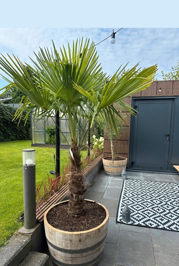 Foto's van tevreden klanten 🥰 eikenhouten halve bloembakken, Tuin en Terras, Bloembakken en Plantenbakken, Ophalen, Rond, Balkon