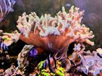 Koraal te koop - Zeeaquarium, Dieren en Toebehoren, Overige typen