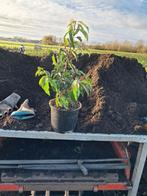 Prunus lustanica 30-40, Tuin en Terras, Planten | Struiken en Hagen, Ophalen, Laurier, Haag, Minder dan 100 cm